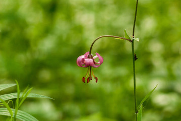 Forest lily close up. Lílium mártagon