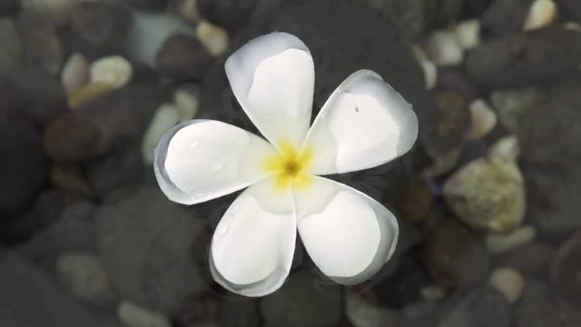 White plumeria flower floating in clear water summer pond. Close up frangipani flower in water of garden pond.