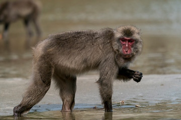 宮崎県幸島のイモを海で洗うニホンザル