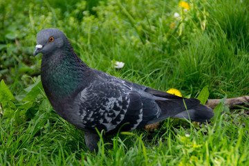 Pigeon in the park