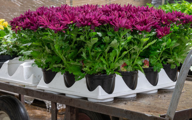flowers in plastic containers 