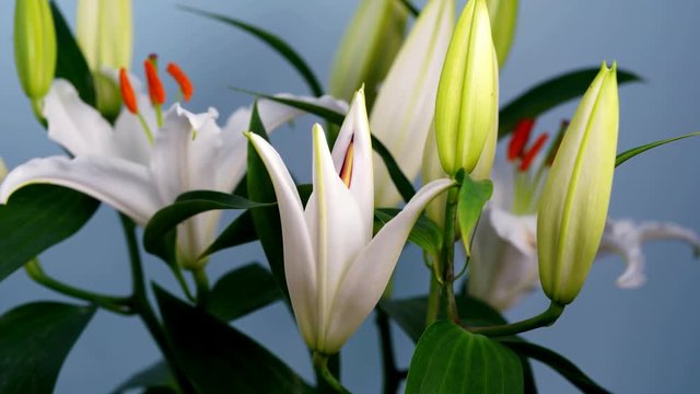 Blooming Lily Time Lapse