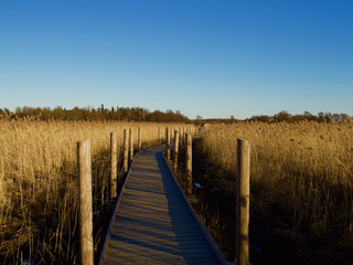 Autumn Concept: Blue sky and golden reeds