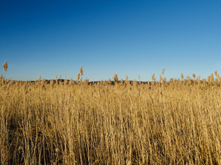 Autumn Concept: Blue sky and golden reeds