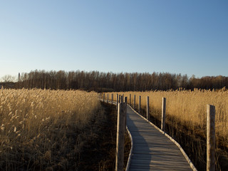 Autumn Concept: Blue sky and golden reeds