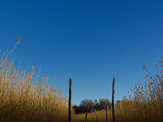 Autumn Concept: Blue sky and golden reeds