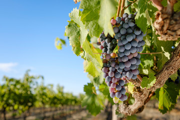 Mourvedre red wine grapes ripening in vineyard on a sunny day