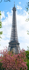 Springtime in Paris. Blossoming cherry trees and Eiffel tower. Focus on the Eiffel tower