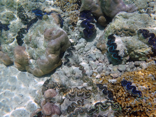 Underwater view of a Giant Clam (Tridacna Gigas) with blue lips in the Bora Bora lagoon, French Polynesia