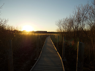 Naklejka premium Autumn Concept: Blue sky and golden reeds
