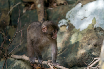 宮崎県幸島のニホンザル