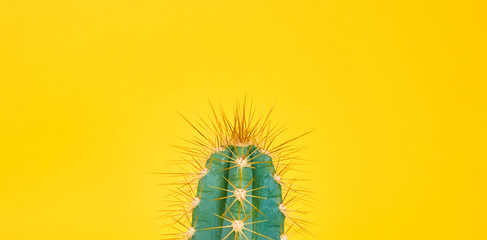 caterpillar on a leaf