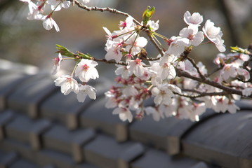 桜（Cherry Blossoms）