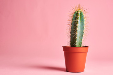cactus in a pot © stenkovlad