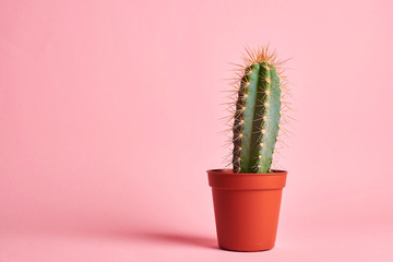 cactus in pot
