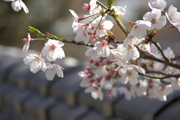 桜（Cherry Blossoms）