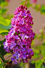 Lilac flowers with purple petals on a branch with green leaves on a sunny spring day