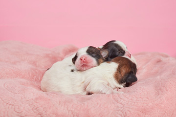 two puppies in basket