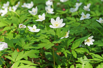 Forest anemone flower with white petals and yellow center on the background of green leaves