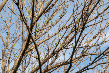 Tree branch and leaves dry in the spring