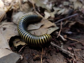 caterpillar on leaf