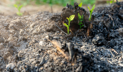Ecology and environment tree growth in the forest area that is burned wildfire