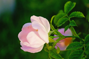 Rosehip flowers with pink petals on a branch with green leaves on a summer sunny day