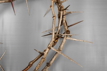 Closeup of a Crown of Thorns