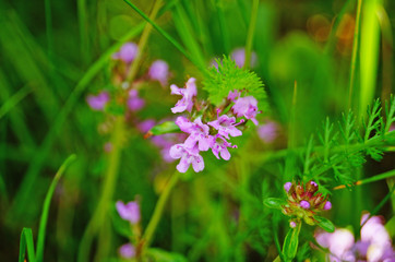 Thyme flowers with purple petals on a green meadow on a summer day