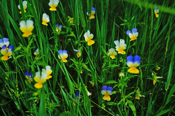 Fototapeta premium Wild flower with yellow, white and blue petals on a meadow with green grass