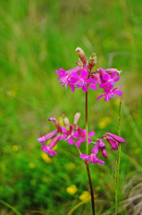Wild flower with purple petals on a stem with green leaves on a glade on a summer day