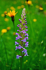 Wild flower with purple petals on a stem with green leaves on a glade on a summer day