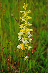 Wild flower with yellow, white and blue petals on a meadow with green grass