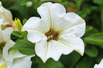 Obraz premium Petunia flower with white petals on a bush with green leaves on a summer day