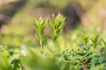 Dog's mercury (Mercurialis perennis) growing in wood.