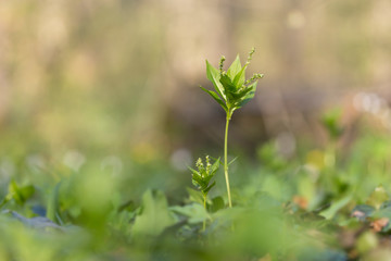 Fototapeta premium Dog's mercury (Mercurialis perennis) growing in wood.