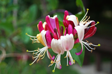 Flower with white and lilac petals on a bush with green leaves