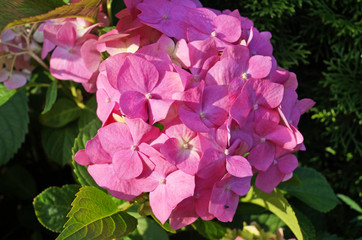 Hydrangea flower with pink, white and yellow petals on a bush with green leaves