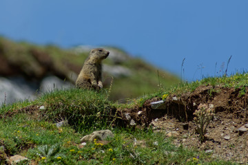 Fototapeta premium Jeune marmotte en sentinelle dans les Pyrénées