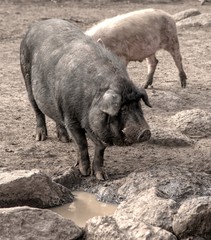 Cochons en liberté à Sceautres, Ardèche, France