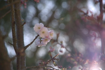 ウスズミザクラ（Usuzumi Sakura）