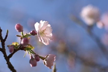 ウスズミザクラ（Usuzumi Sakura）