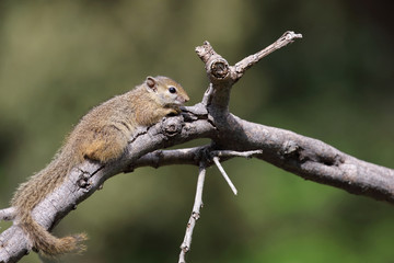 Ockerfußbuschhörnchen / Tree squirrel / Paraxerus Cepapi