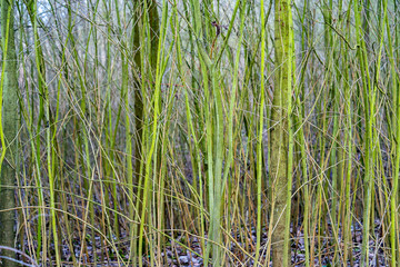 grüne Weidenzweige