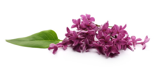 Purple lilac isolated on white background