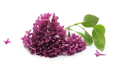 Purple lilac isolated on white background