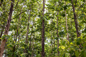 Teak forests to the environment . Teak leaf on tree low angle view . Forest Teak tree agricultural...