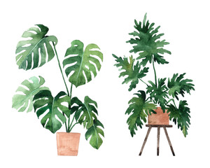 Watercolor image with tropical leaves and leaves of indoor plants. Home plant in pots. Greenery. Juicy. Floral design element. Perfect for invitations, cards, prints, posters.