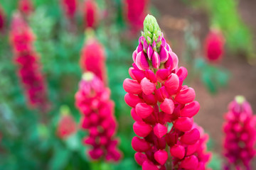 Vivid pink lupins in a home garden.