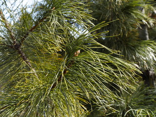 Naklejka premium fir branch